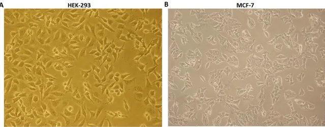 Şekil  3.1.  Kullanılan  hücre  hatları.  (A)  İnsan  embryonik  böbrek  kökenli  HEK293  hücre hattı (x100), (B) Meme kanseri kökenli MCF-7 hücre hattı (x100)