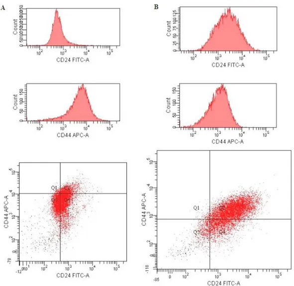 Şekil  3.6.  FACS  analizinde  kadran  ve  histogram  belirlenmesi.  FACS  analizinde  MCF-7  (A)  ve  HEK293  (B)  hücrelerinde  CD44  ve  CD24  etiketli  hücrelerin  histogram  ve  kadran  verileri