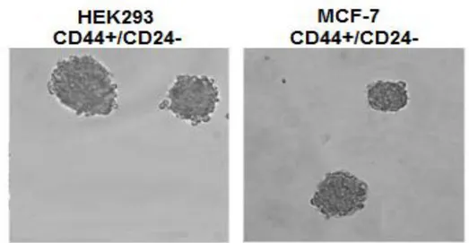 Şekil  3.10.  Kök  hücrede  tümörfaz  oluşumu.  Akış  sitometriyle  HEK293  ve  MCF-7  hücrelerinden  izole  edilen  CD44 + /CD24 - ‘lü  hücrelerin  kök  hücre  olduklarını  konfirme  etmek  için  45-60  gün  süreyle  serumsuz  RPMI-1640  medyumu  içerisin