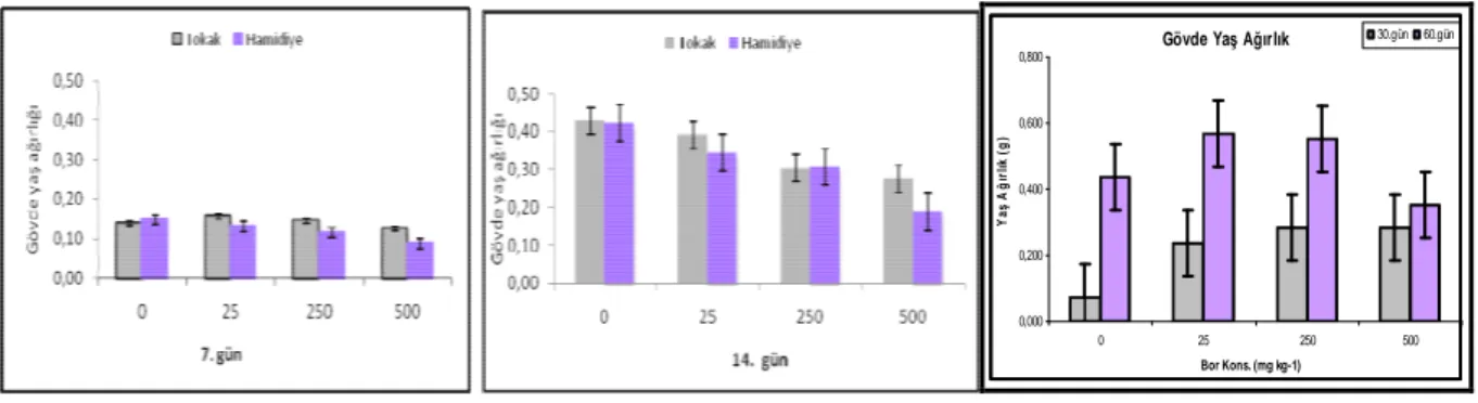 Şekil  4.1.  Arpa  (Tokak  ve  Hamidiye)  çeşitleri  ile  Puccinellia  distans  bitkilerinin  bor  toksisitesi  koşullarında  gövde  yaş  ağırlık  (g)  değerlerinde  gözlenen  değişimler