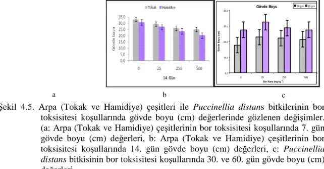 Şekil  4.5.  Arpa  (Tokak  ve  Hamidiye)  çeşitleri  ile  Puccinellia  distans  bitkilerinin  bor  toksisitesi  koşullarında  gövde  boyu  (cm)  değerlerinde  gözlenen  değişimler