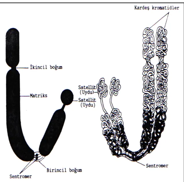 Şekil 2.1. Kromozomunun genel yapısı (Kühn, 1967) 