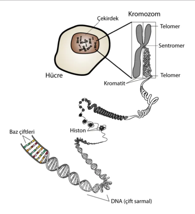 Şekil 2.2. Kromozomun ince yapısı (Anonim, 2004) 