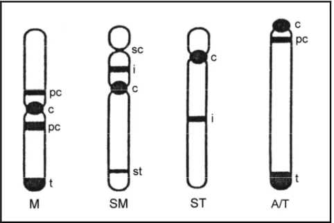 Şekil 2.3. Kromozom morfolojisi  ve  bantların pozisyonu için kullanılan yaygın terminoloji