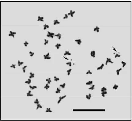 Şekil 4.2. Beyşehir Gölü’ndeki 3 nolu Tinca tinca örneğinin metafaz plağı. Oklar ikincil boğumların  pozisyonunu göstermektedir