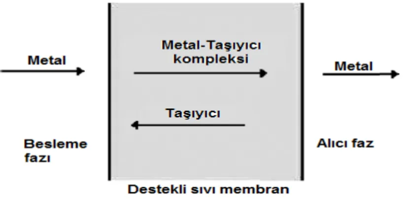 Şekil 2.4.  Destekli sıvı membranın şematik görünümü 