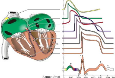 Şekil 1.4. Kalbin farklı bölgelerinden kaydedilen aksiyon potansiyellerinin  karşılaştırmalı gösterimi ve EKG sinyalin de karşılık gelen aksiyon potansiyellerinin 