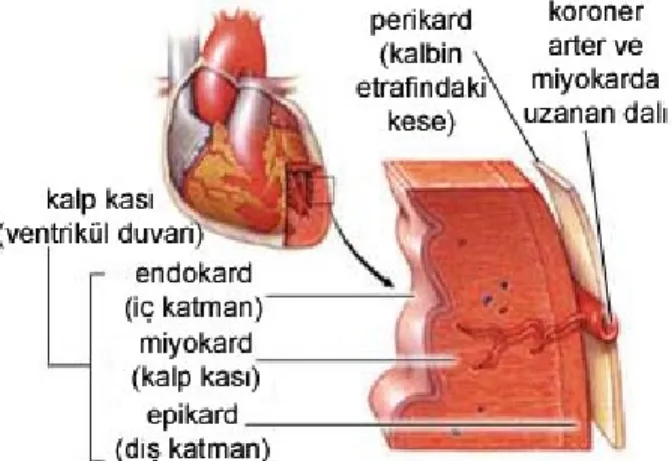 Şekil 1.3. Kalbin histolojik yapısı (GATA 2006). 