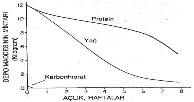 Şekil 2.2. Açlığın vucuttaki besin depolarına etkisi (Guyton ve Arthur 1989). 