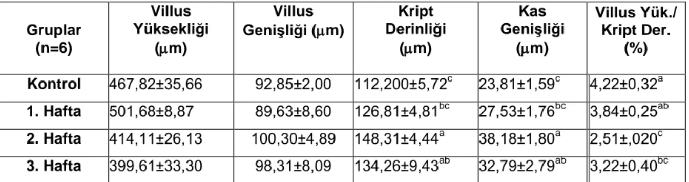 Çizelge 3.2. Çalışmanın farklı dönemlerinde duodenumdan elde edilen histometrik veriler  (X±SE)