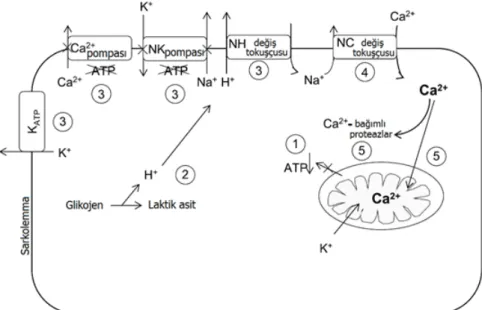 Şekil 1.2: İskemi esnasında hücre düzeyinde meydana gelen olaylar (Starnes  ve Taylor 2007)