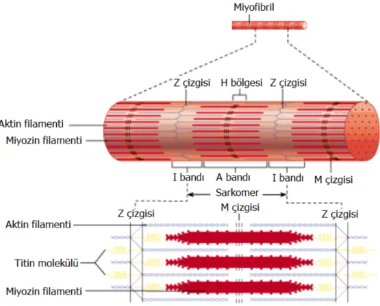 Şekil 1.6: Kas lifinin kasılmayla ilgili elemanlarını ve sarkomerin yapısının  şematik gösterimi (Marieb 1995)