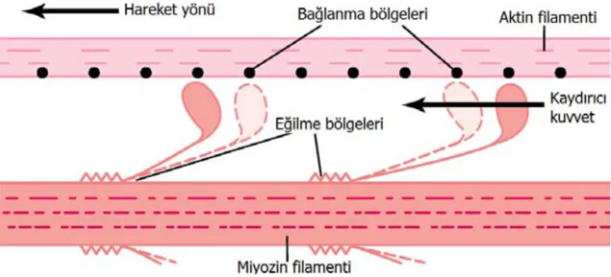 Şekil 1.7: Kayan filamentler teorisine göre kasılma mekanizmasının şematik  gösterimi (Guyton 2005)