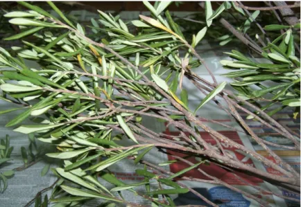 Şekil 3.2. Daphne sericea 