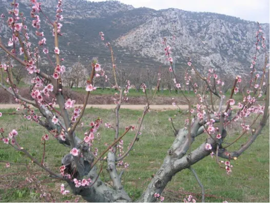 Şekil 3.17. Tam çiçeklenme devresindeki şeftali ağacı.  
