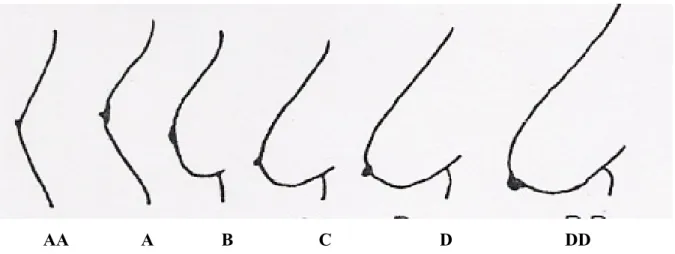 Şekil 1: Doğal Anatomik Göğüs Formları (Yakartepe, 1995, 1318)