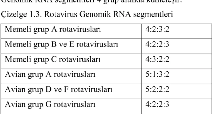 Çizelge 1.3. Rotavirus Genomik RNA segmentleri 