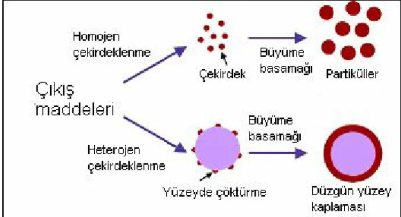 Şekil 5: Çekirdeklenmenin oluşumu (11). 