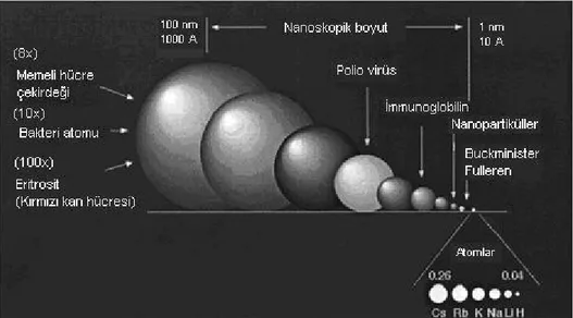 Şekil 7: Nano kristallerin bakteri, virüs ve moleküllerle boyut karşılaştırması (11). 