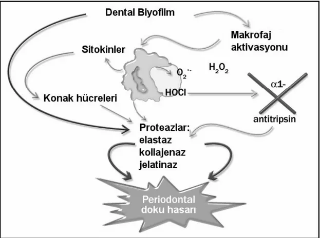 Şekil 1.2 ROT ve antioksidan savunma sistemi arası dengenin bozulması ile oluşan periodontal doku  hasarında rol alan bileşenler (Palmer ve ark 2005)