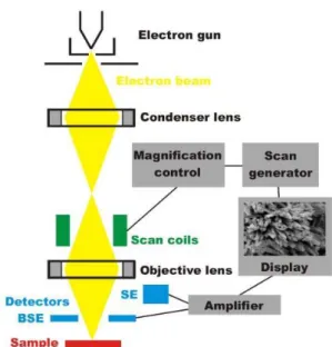 Şekil 1.18 Taramalı elektron mikroskobu şematik gösterimi ve görüntü alınımı 