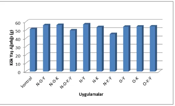 Şekil  4.1.  Sera  koşullarında  bitki  büyümesini  artırıcı  rizobakter  uygulamalarının  marulda kök yaş ağırlığına etkisi 