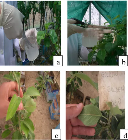 Şekil 2. Test bitkilerinin E. Amylovora ile inokulasyonu ve enfeksiyonu 