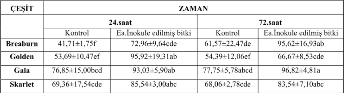 Çizelge 11. H 2 O 2  konsantrasyonu bakımından inokule edilmiş elma çeşitleri ve  uygulama zamanları arasındaki değerlendirme 