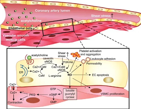 Şekil 1.12:  Asetil kolin reseptörleri veya reseptörsüz, kalsiyum bağımlı veya kalsiyumdan  bağımsız yollar ile kan akımının oluşturduğu gerilim stresi ile endotelyal NO sentazın  stimülasyonu sonucu NO üretiminin gösterimi (Herrmann ve ark 2010)