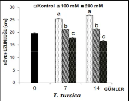 Şekil 4.2. 7 ve 14 gün süreyle tuz stresine maruz bırakılan Thermopsis turcica fidelerinin gövde  uzunluklarında (cm) ortaya çıkan ortalama değişimler (n=10)