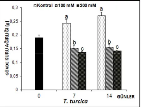 Şekil 4.7. 7 ve 14 gün süreyle tuz stresine maruz bırakılan T. turcica fidelerinin gövde kuru ağırlıklarında  (g) gözlenen ortalama değişimler (n=10)