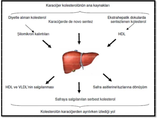 Şekil 2.1.2. Karaciğer kolesterolünün kaynakları ve kolesterolün karaciğerden ayrılma yolları  (Champe ve Harvey, 1997) 