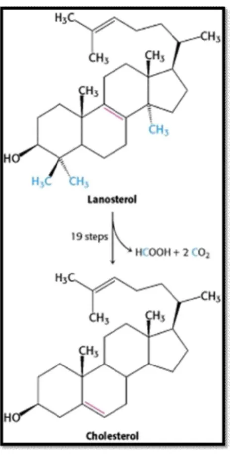 Şekil 2.1.1.6. Lanosterolden kolesterol oluşumu 