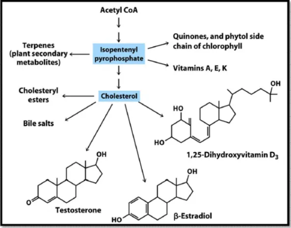 Şekil 2.1.1.7. İzopentenil pirofosfatın öncü olduğu maddeler 