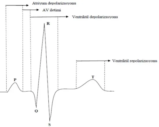 Şekil  3.5.  Elektrokardiyogramda  yer  alan  dalgaların  ve  aralıkların  kalbin  elektriksel  etkinliğine  ilişkin  karşılıkları 