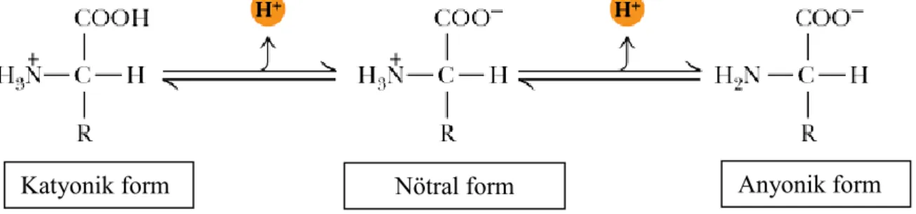 Şekil 3. 2. Amino asitlerin katyonik, anyonik ve nötral formu 