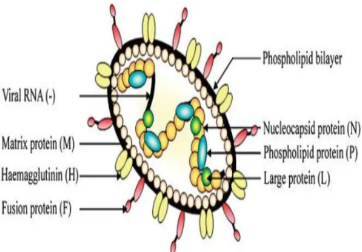 Şekil 1.2. CDV proteinlerinin şematik görünümü (Sips ve ark 2007). 