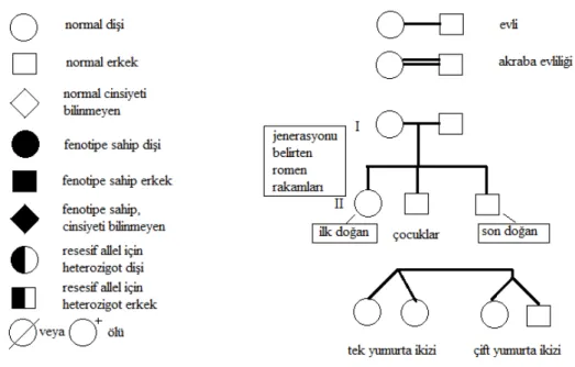 Şekil 1.3. Soy ağacı analizinde kullanılan semboller. 