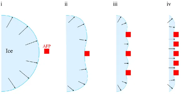 Şekil  1.  Buz  kristallerini  adsorbe  edip  gelişimini  engelleme  modeli.  i-iv  basamakları  arasında  AFP’  lerin  buz  gelişimini  engelleme  mekanizmasını  göstermektedir