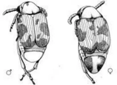 Şekil 3.1. Callosobruchus maculatus erkek ve dişi erginlerinin dorsalden görünüşü 