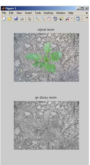 Şekil 3.22.  Şeker pancarına ait renkli ve gri düzey resim 