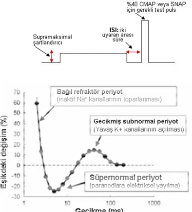 Şekil 1.11’de görüldüğü gibi BRP’yi takip eden  ilk 10-30  ms sırasında, akson  uyarılabilirliği artmakta (gerekli eşik akım şiddeti azalmakta) ve sinir lifleri kolayca  uyarılabilmektedir  (süpernormal  dönem)
