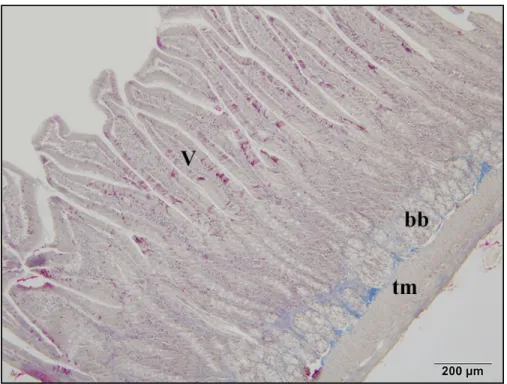 Şekil  4.9.  Nifedipin  30  grubuna  ait  ince  bağırsak  (duodenum)  ışık  mikroskobik  görüntüsü, tm: tunika muskularis, bb: Bruner bezleri, v: villus (Üçlü boyama)
