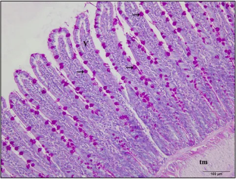 Şekil  4.15.  Nifedipin  70  grubuna  ait  ince  bağırsak  (jejunum)  ışık  mikroskobik  görüntüsü v: villus, →: goblet hücresi, tm: tunika muskularis (PAS reaksiyonu)