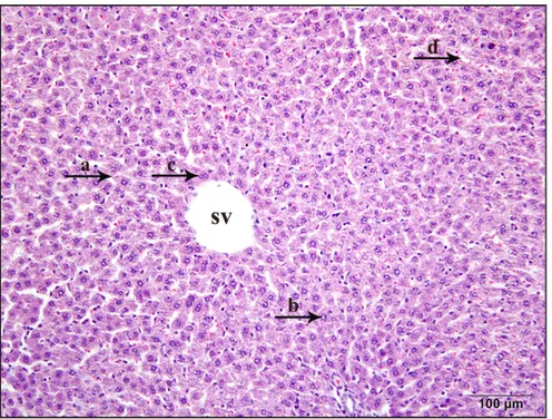 Şekil  4.17.  Kontrol  grubunda  karaciğerin  histolojik  görünümü.  Santral  venden  (sv)  ışınsal olarak uzanan hepatositler (a), çekirdek (b), dikaryotik hepatosit (c), sinüzoidler  (d) (H-E boyama)