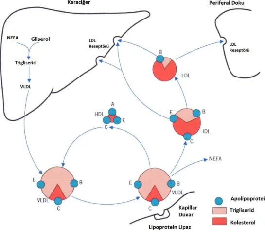 Şekil 1.1.6.1. Endojen Lipid Metabolizması 