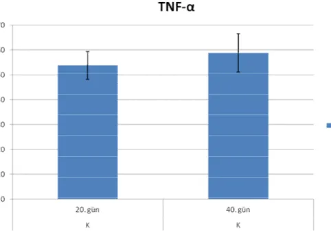 Şekil 3.9. Kontrol grubu 20 ve 40. gün TNF-α düzeyleri (pg/ml). 