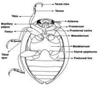 ġekil 2.1. Coccinellidae ergininin ventralinden vücut kısımlarının görünüĢü (Anonymous, 2012)
