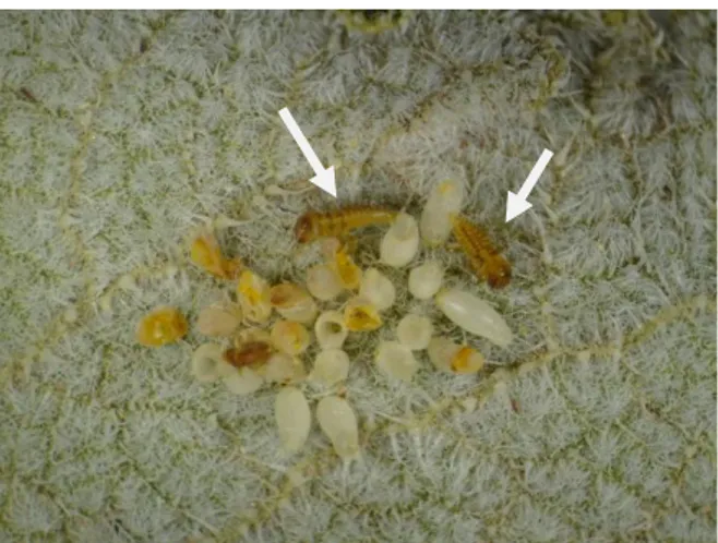 ġekil 4.3. Ecballium elaterii yaprağında yumurtadan yeni çıkmıĢ Coccinellidae larvaları