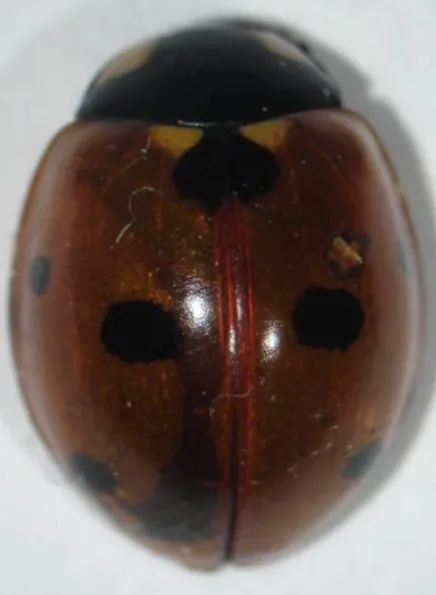 ġekil 4.4. Coccinella septempuncatata L. ergini 